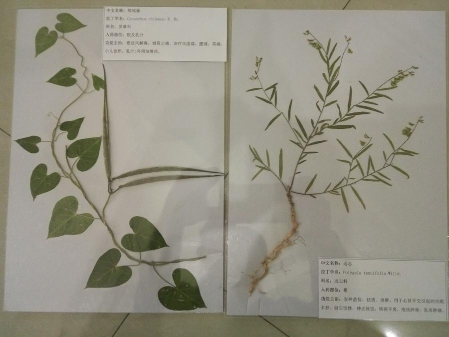 腊叶标本照片1.jpg 腊叶标本照片1.jpg