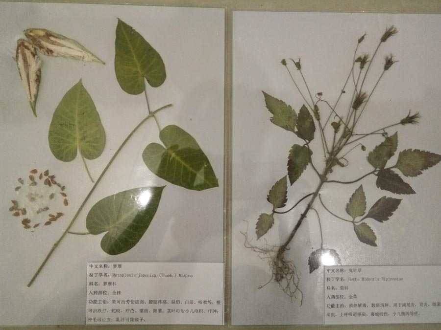 腊叶标本照片2.jpg 腊叶标本照片2.jpg